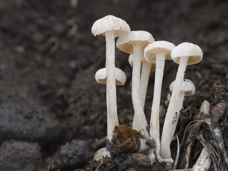 Marasmiellus tricolor